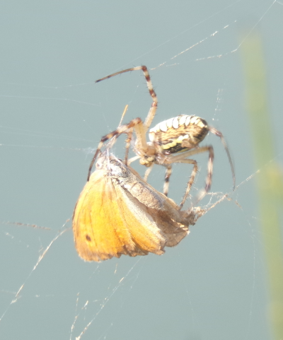 Argiope Frelon à Montjoire
