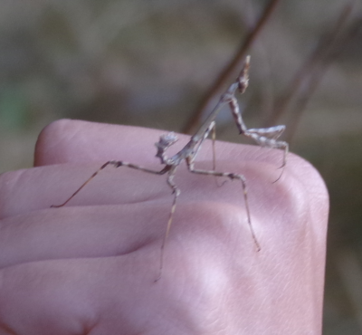 Empusa pennata à Montjoire