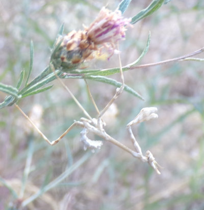 Empusa pennata à Montjoire
