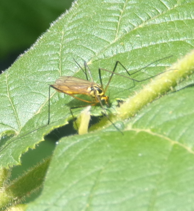 Tipule Nephrotoma à Montjoire